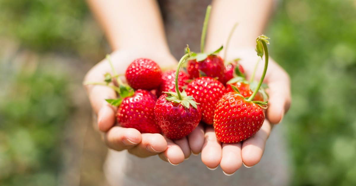 Here come the strawberries!